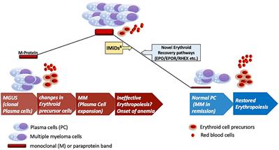 Molecular Pathways Engaged by Immunomodulatory Agents in Monoclonal Gammopathy-Associated Pure Red Cell Aplasia Rescue